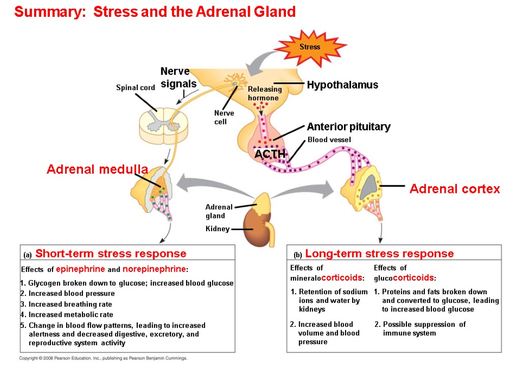 Summary: Stress and the Adrenal Gland Stress Adrenal gland Nerve cell Nerve signals Releasing